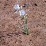 Pancratium trianthum Квітка