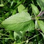 Ageratum conyzoides Lapas