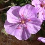 Erodium foetidum Flower