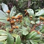 Cupania rufescens 整株植物