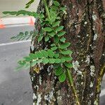 Diphysa americana ᱥᱟᱠᱟᱢ