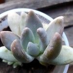 Pachyphytum kimnachii Leaf