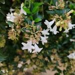 Abelia × grandifloraКвітка