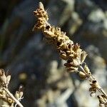 Salvia apiana Fruit