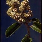 Rhus ovata Flower