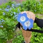 Nemophila menziesii Flower