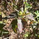 Cistus populifolius Likasa