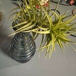 Tillandsia aeranthos Blad