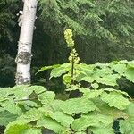 Aralia racemosa Levél