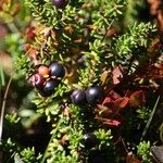 Empetrum nigrum Fruit