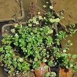 Lythrum portula Leaf