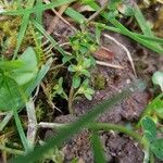 Veronica serpyllifolia Fuelha