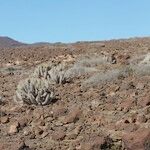 Euphorbia handiensis Habitat