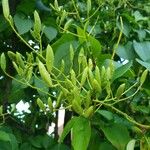 Syringa reticulata Fruit