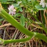 Trifolium resupinatum Кара