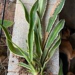 Furcraea selloana Leaf