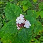 Clerodendrum chinense Fleur