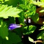 Scutellaria galericulataFlower