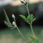 Erodium gruinum Other