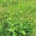 Veratrum album subsp. lobelianum (Bernh) Arcang.Other