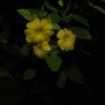 Oxalis frutescens Flor