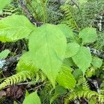 Solidago flexicaulis ഇല