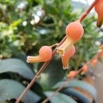 Gasteria glomerata Flor