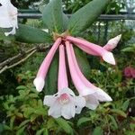 Rhododendron armitii Blomst