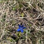 Gentiana vernaFlower