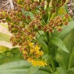 Solidago sempervirens