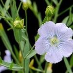 Linum usitatissimum Blüte