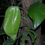 Monstera molinae Hoja