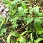 Mentha spicataFeuille