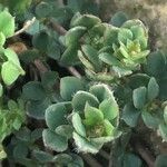 Veronica arvensis Leaf