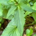 Valeriana tripteris Hoja