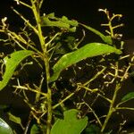 Nectandra membranacea Blatt