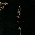 Thalictrum alpinum Habitus