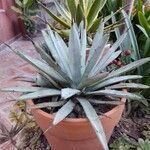 Agave macroacantha Ліст