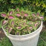 Plectranthus scutellarioides Leaf