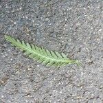 Achillea filipendulina其他