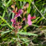 Polygala amboniensis Flor