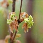 Acer griseum Flower