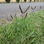 Paspalum notatum Flower