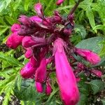 Salvia involucrata Blüte
