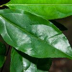 Casearia acuminata Листок