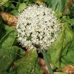 Allium cepa Flower