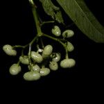 Faramea glandulosa