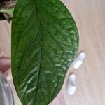 Monstera siltepecana Leaf
