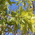 Combretum adenogonium Leaf