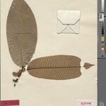 Annona neoinsignis Leaf